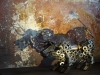 photo-sculpture-metal-recupere-recycle-art-contemporain-madeinenfer-laughing-bull-dsc01721